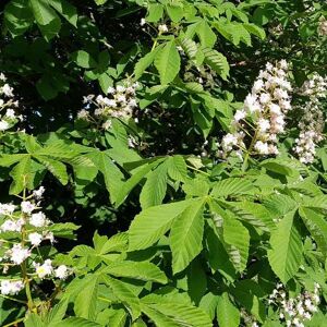 Aesculus hippocastanum 14-16 EHS